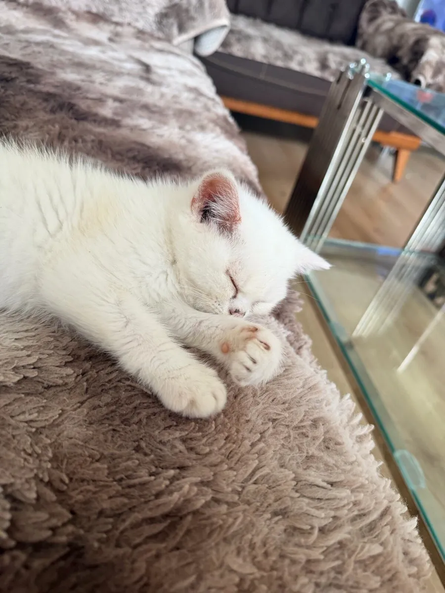 Scottish fold cats - Image 4