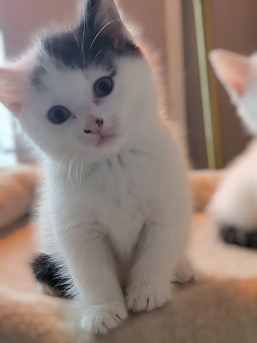 Beautiful Norwegian forest mix kittens last 2 left - Image 2