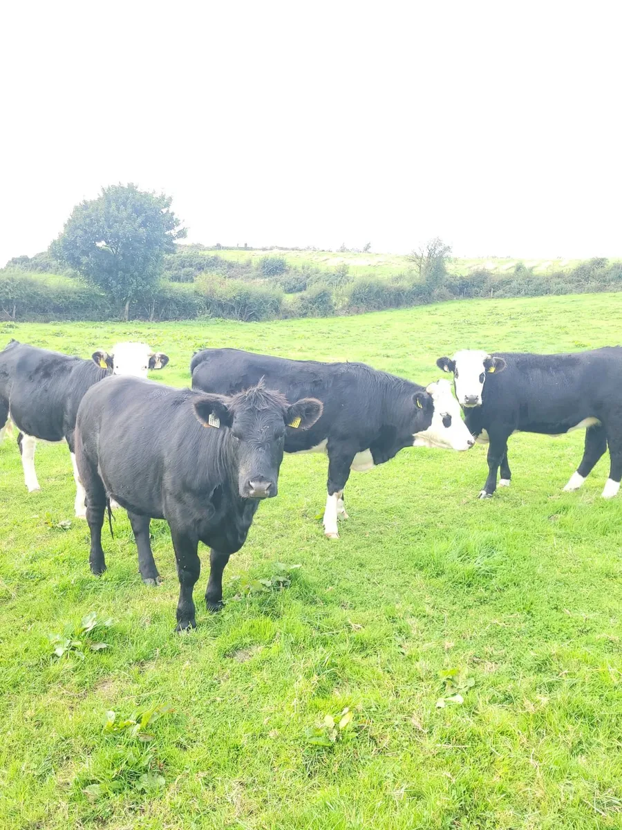 9 Heifers  hex and bbx - Image 1