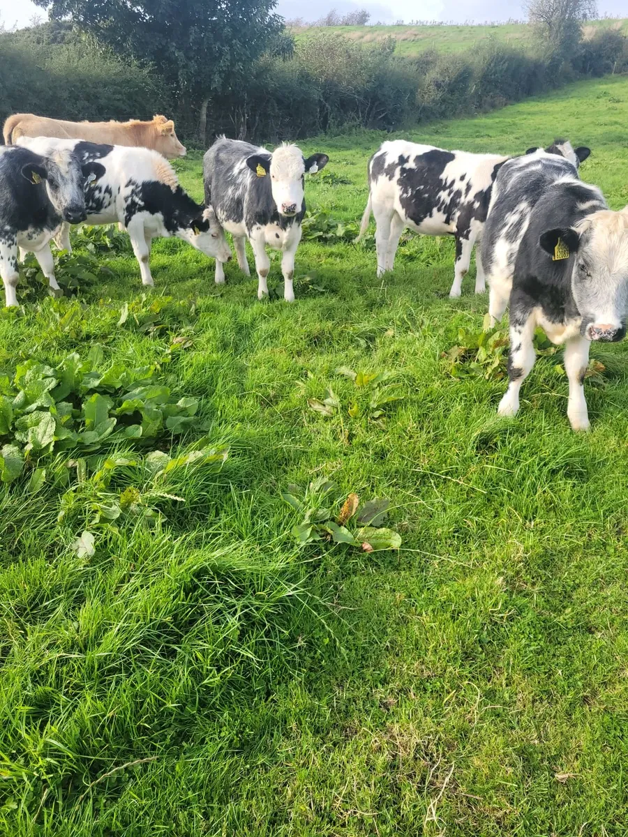 5 bbx Heifers - Image 2