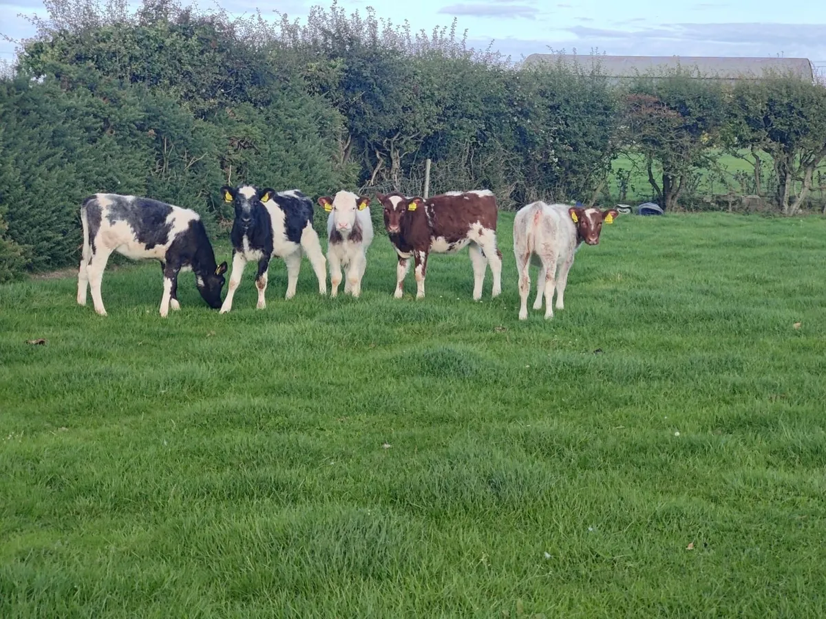 Batch shorthorn calves - Image 2