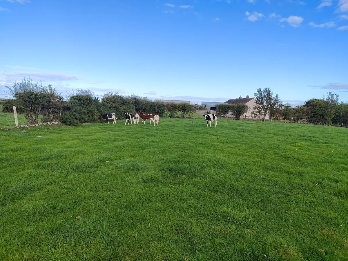 Batch shorthorn calves - Image 3