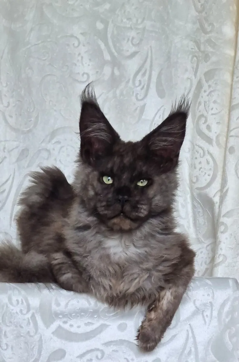Maine Coon kittens - Image 1