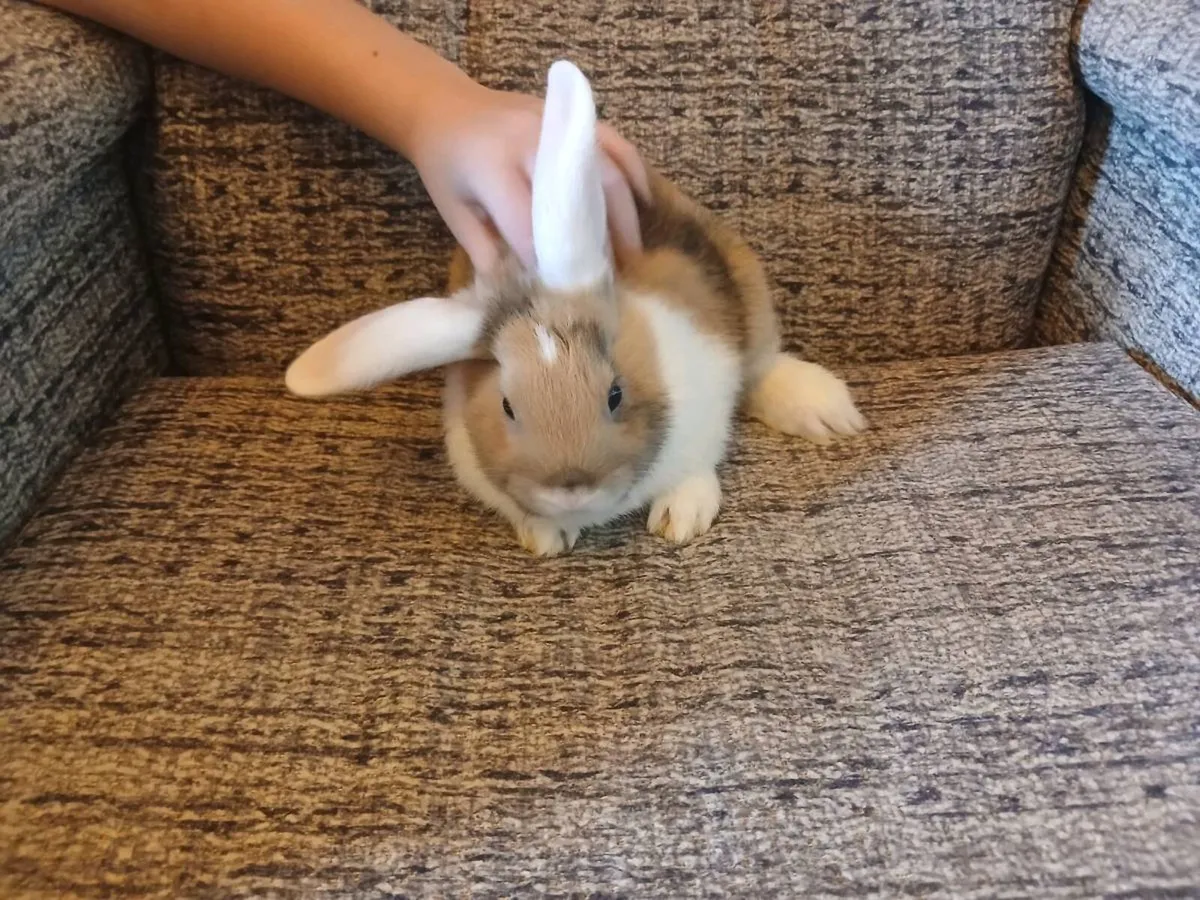 Baby Rabbits For Sale - Image 3