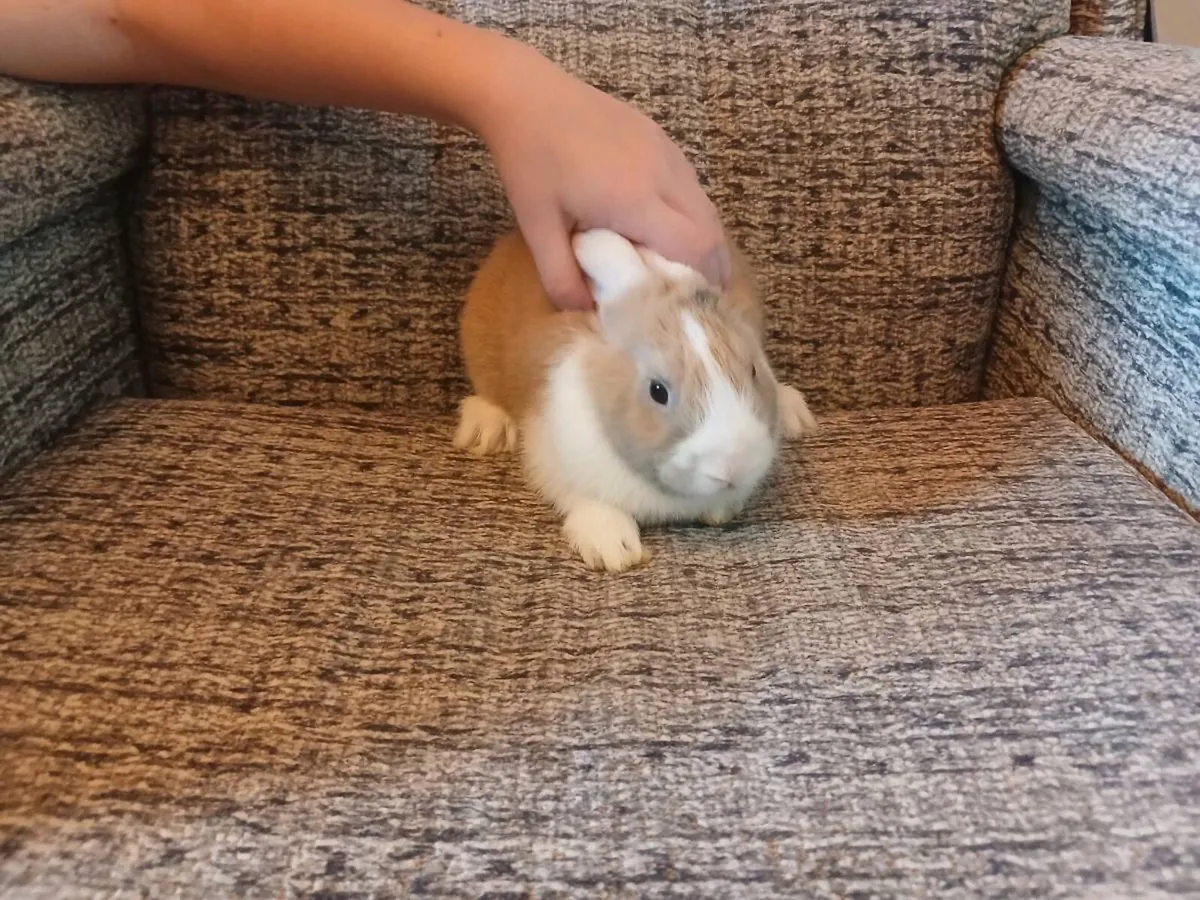 Baby Rabbits For Sale - Image 4