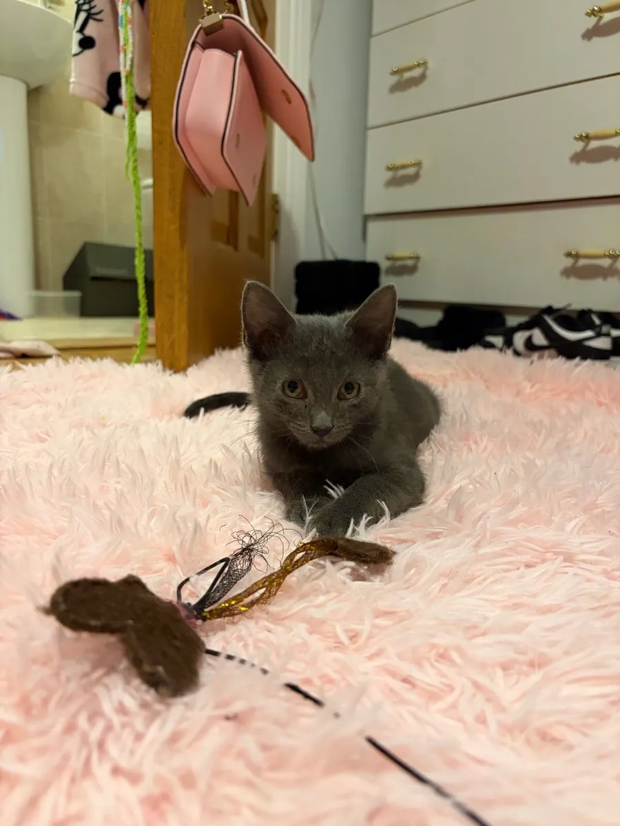 Kitten - Image 1