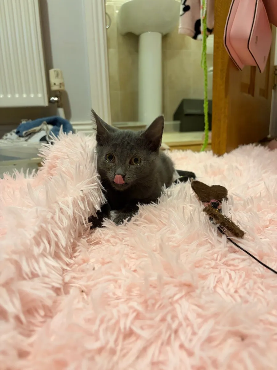 Kitten - Image 2