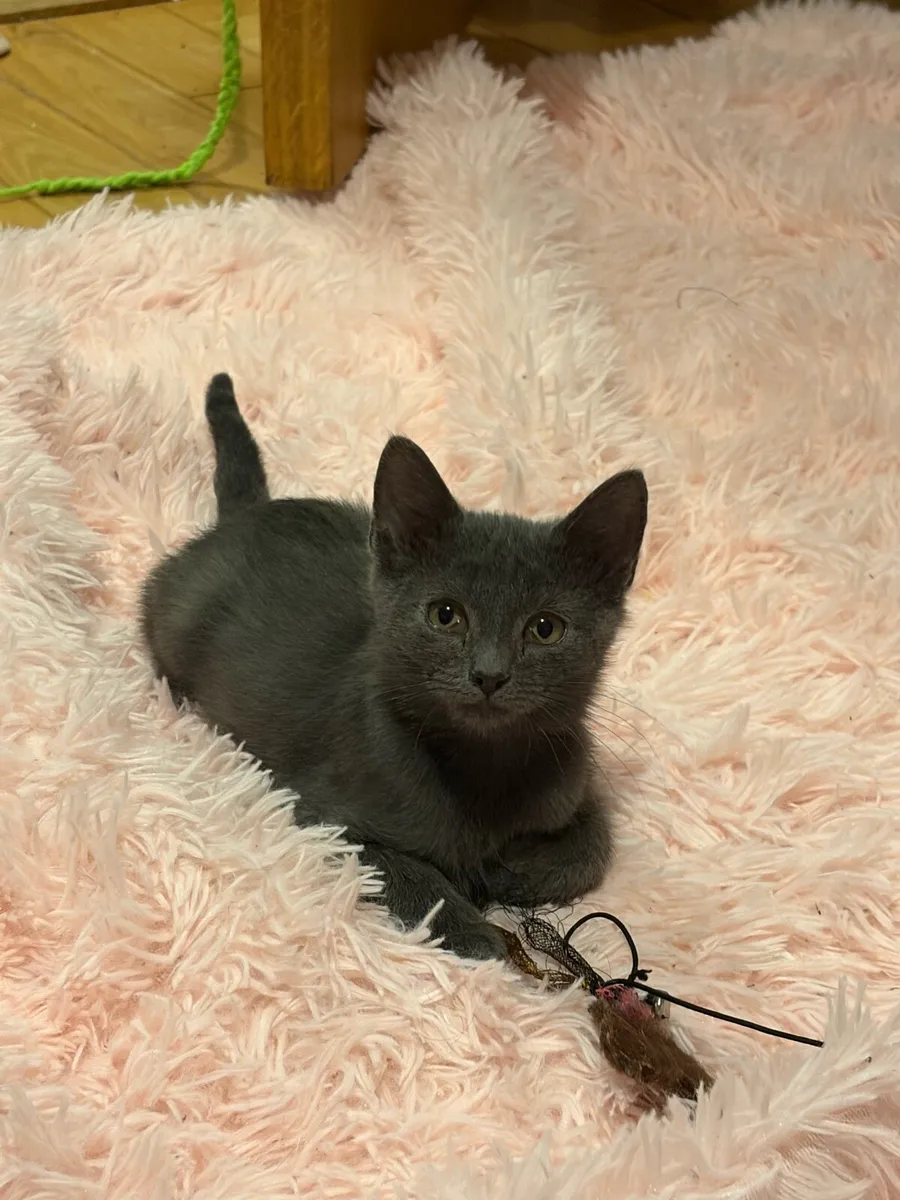 Kitten - Image 4