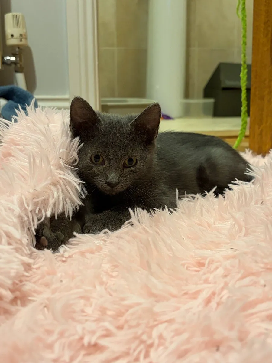 Kitten - Image 3