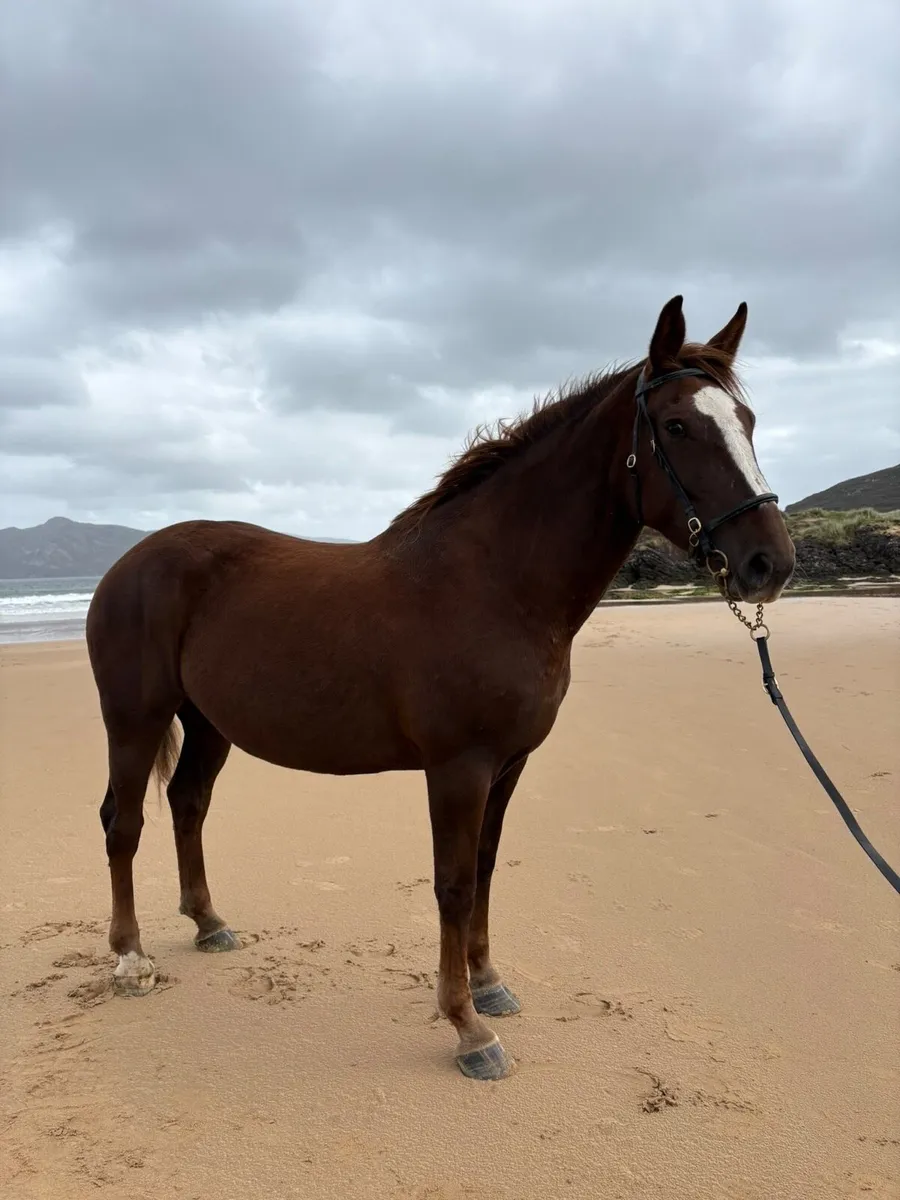 Irish Draught Mare - Image 1