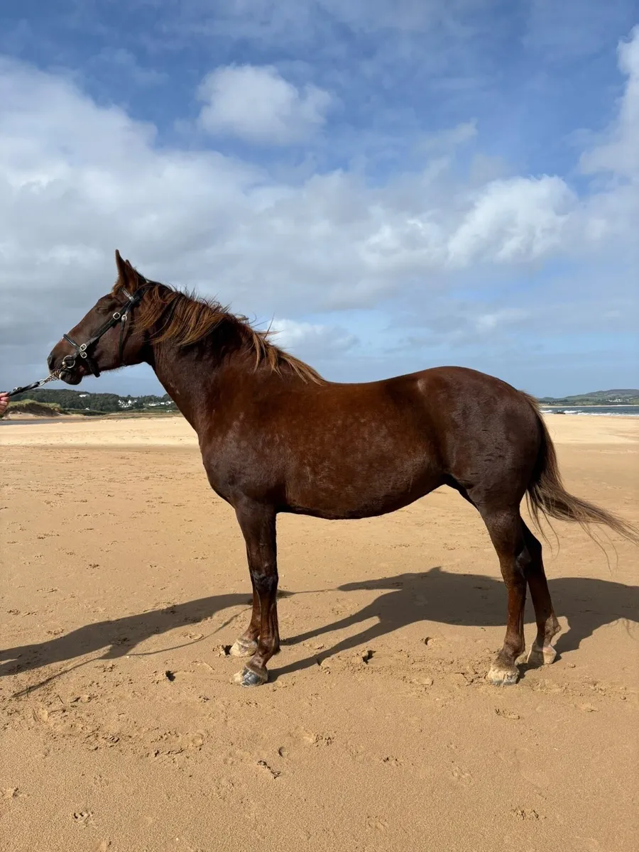 Irish Draught Mare - Image 2