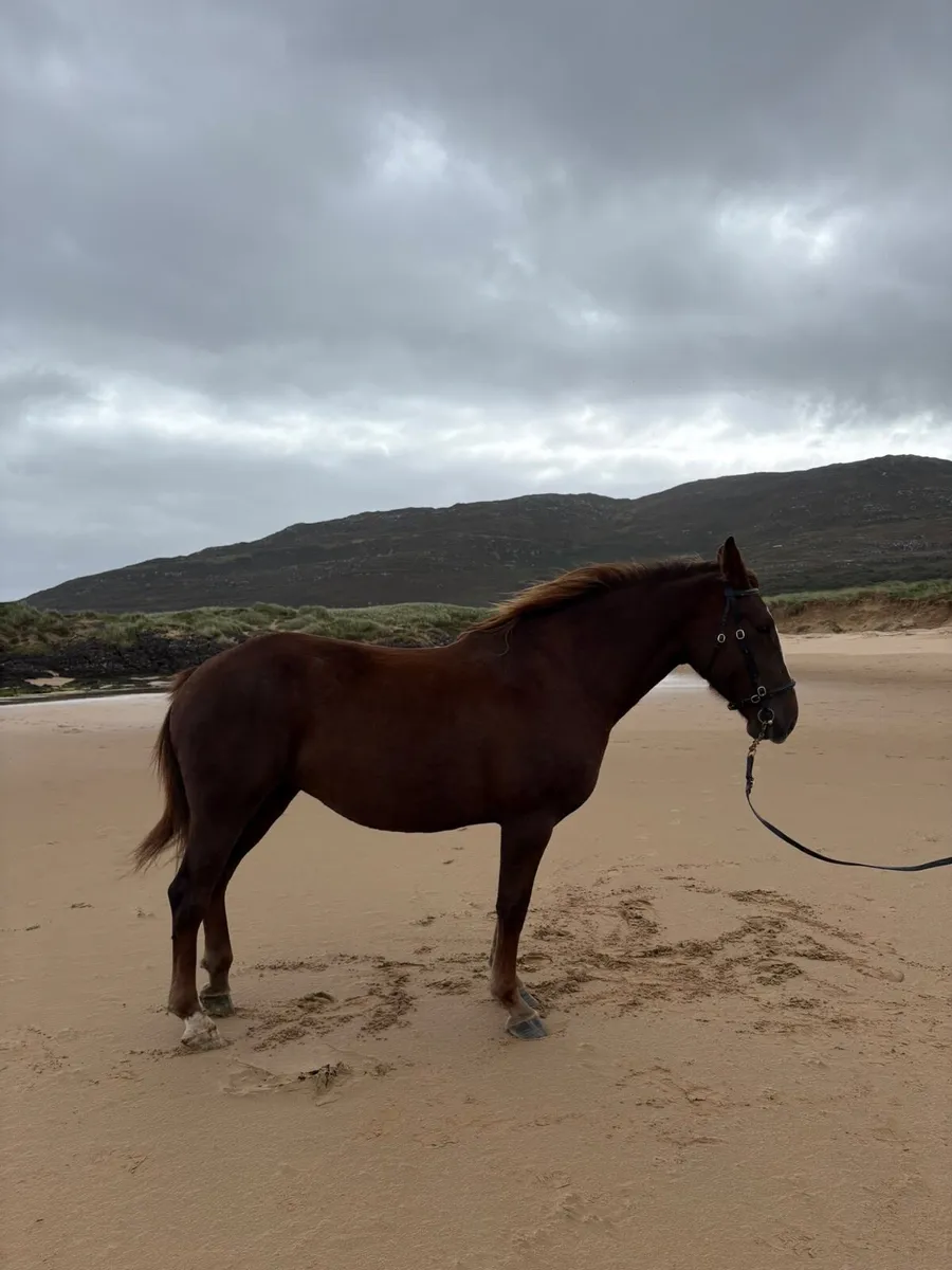 Irish Draught Mare - Image 3