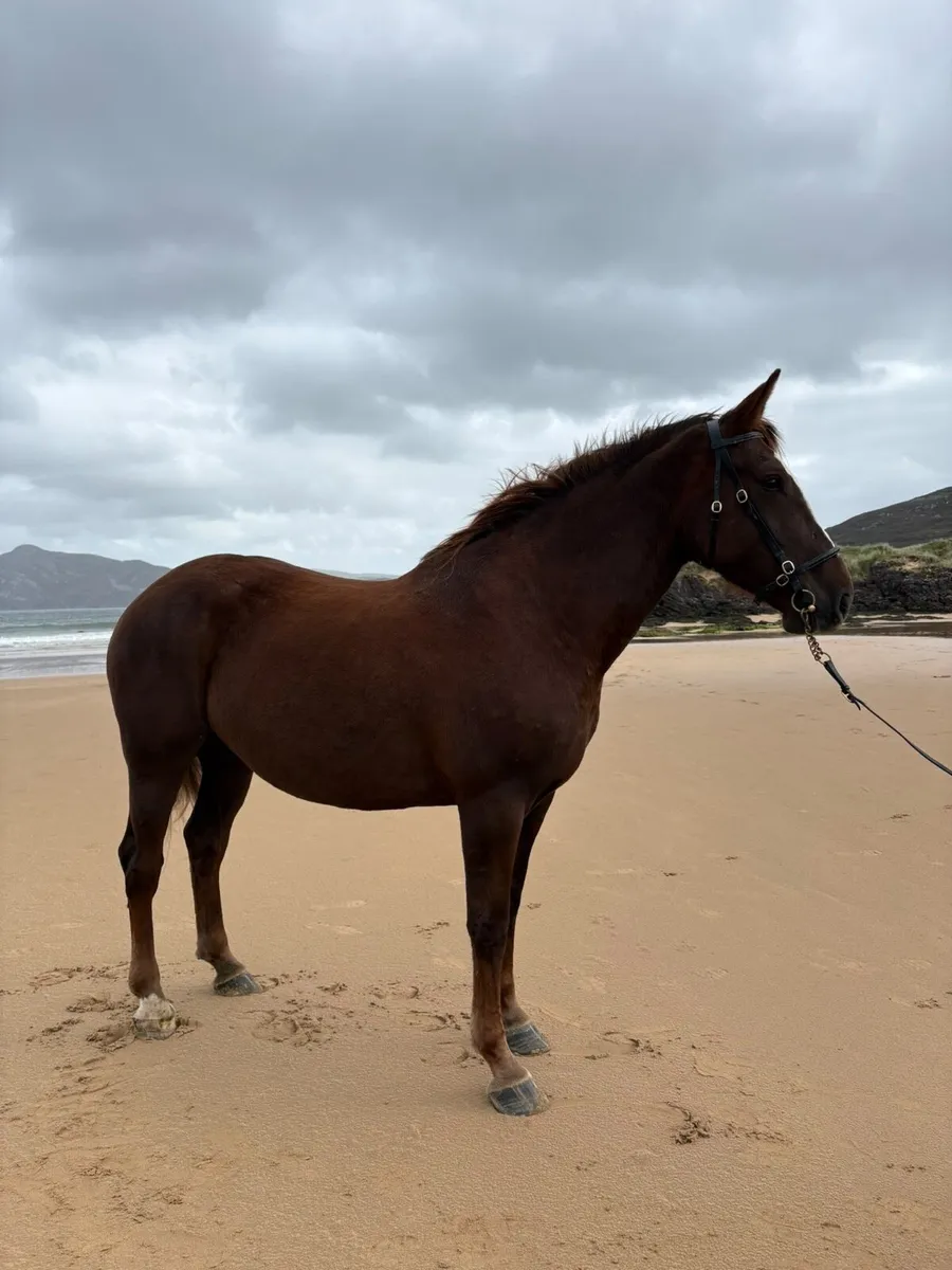Irish Draught Mare - Image 4