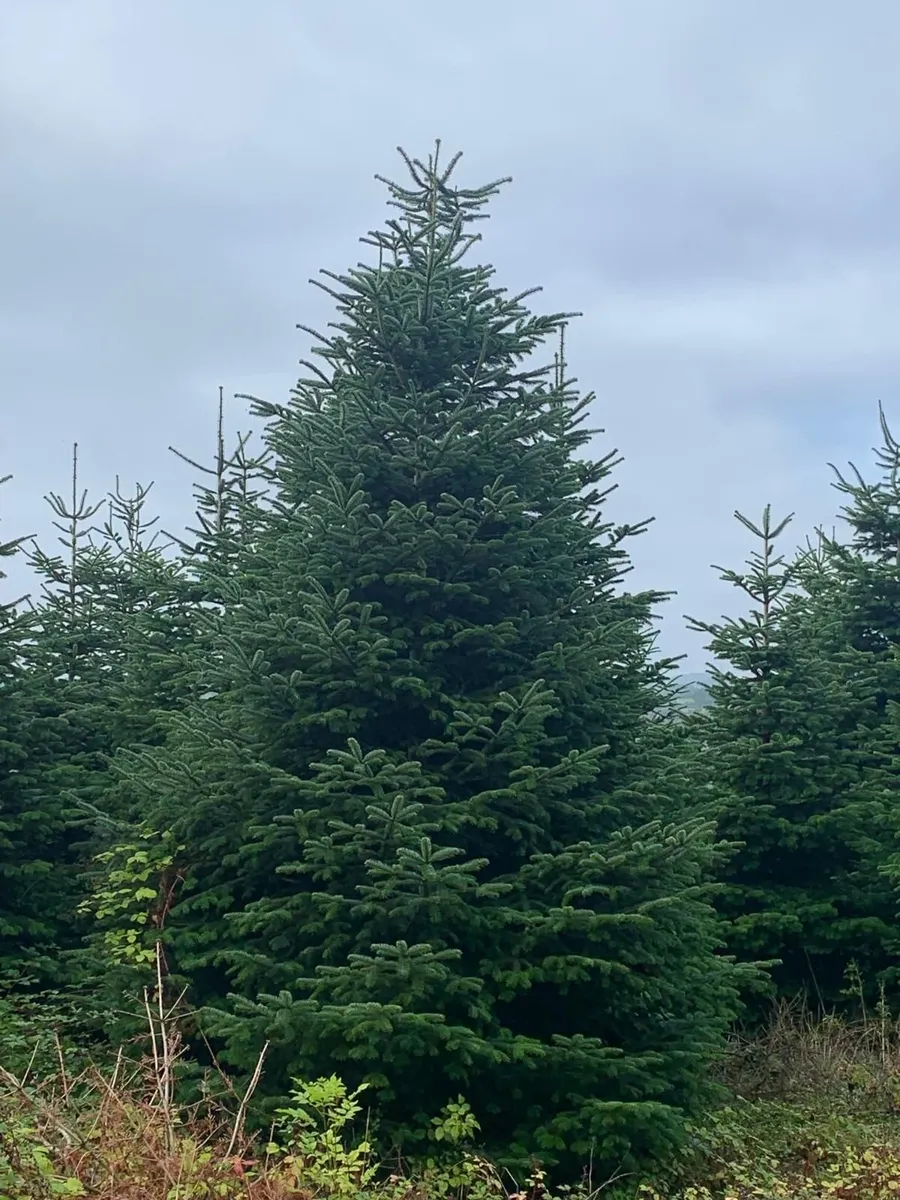 20 foot Christmas trees - Image 1