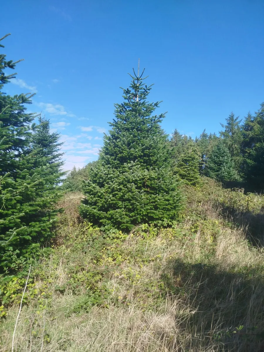 20 foot Christmas trees - Image 3