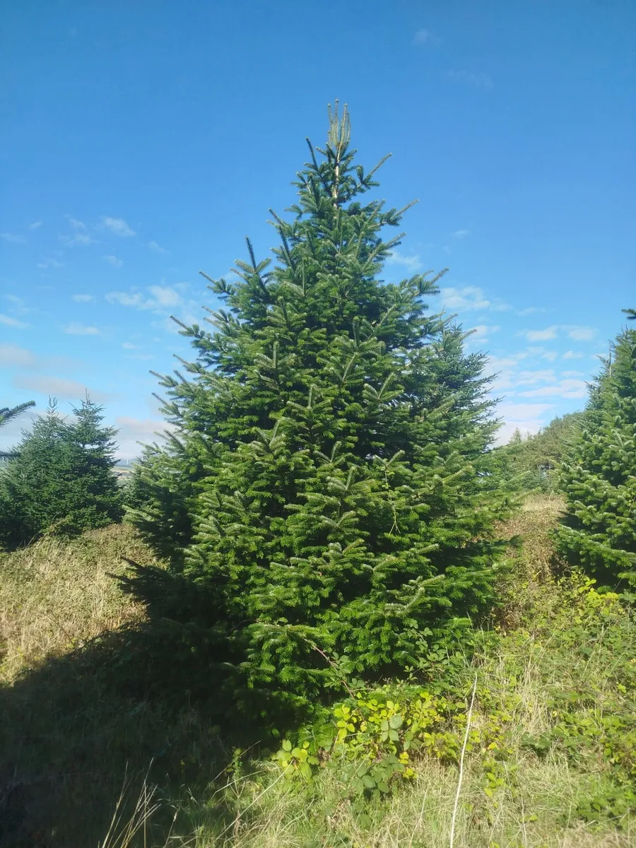 20 foot Christmas trees - Image 4