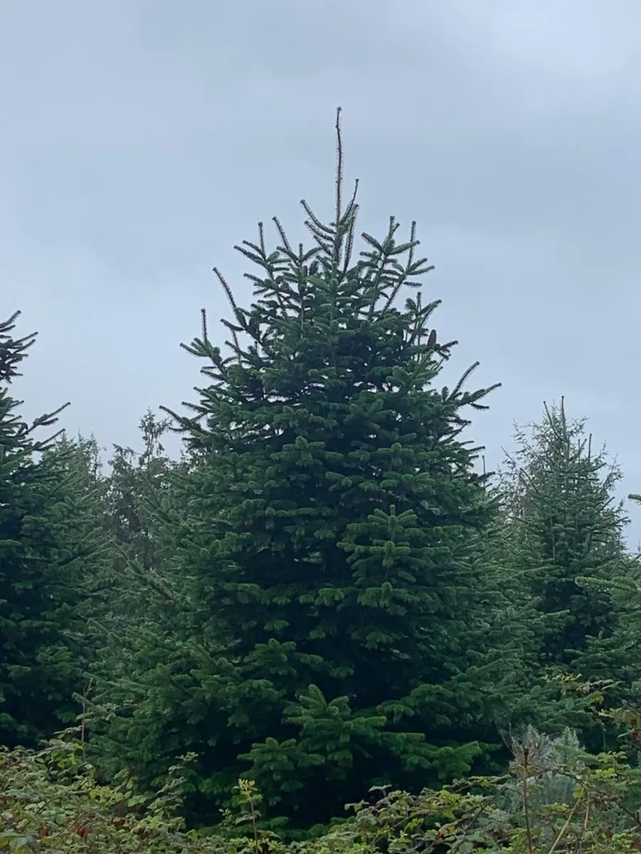 20 foot Christmas trees - Image 2