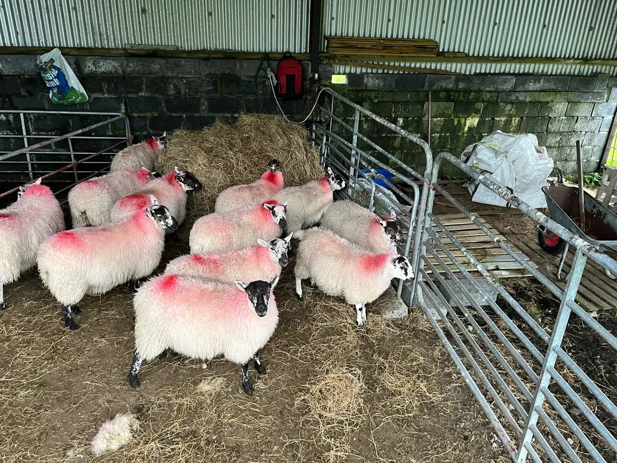 Lambs for sale - Image 1