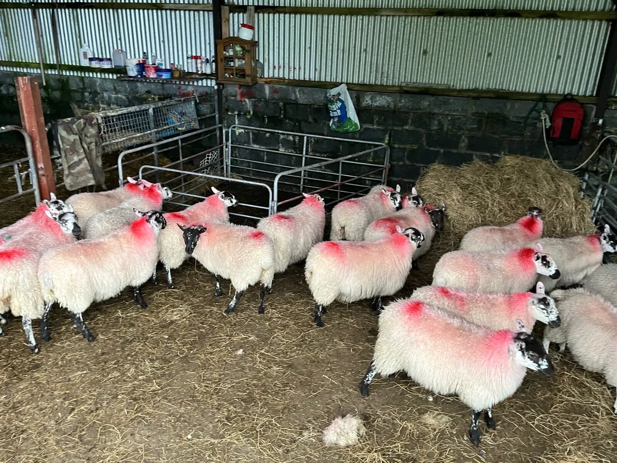 Lambs for sale - Image 2