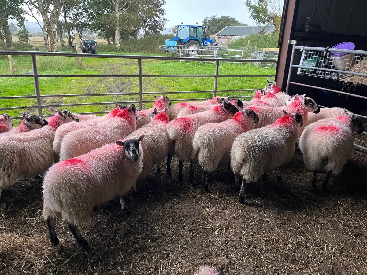Lambs for sale - Image 3