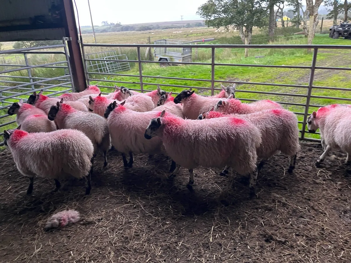 Lambs for sale - Image 4