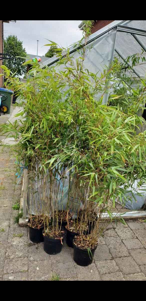 Bamboos plants for privacy fence. Delivery availab - Image 1