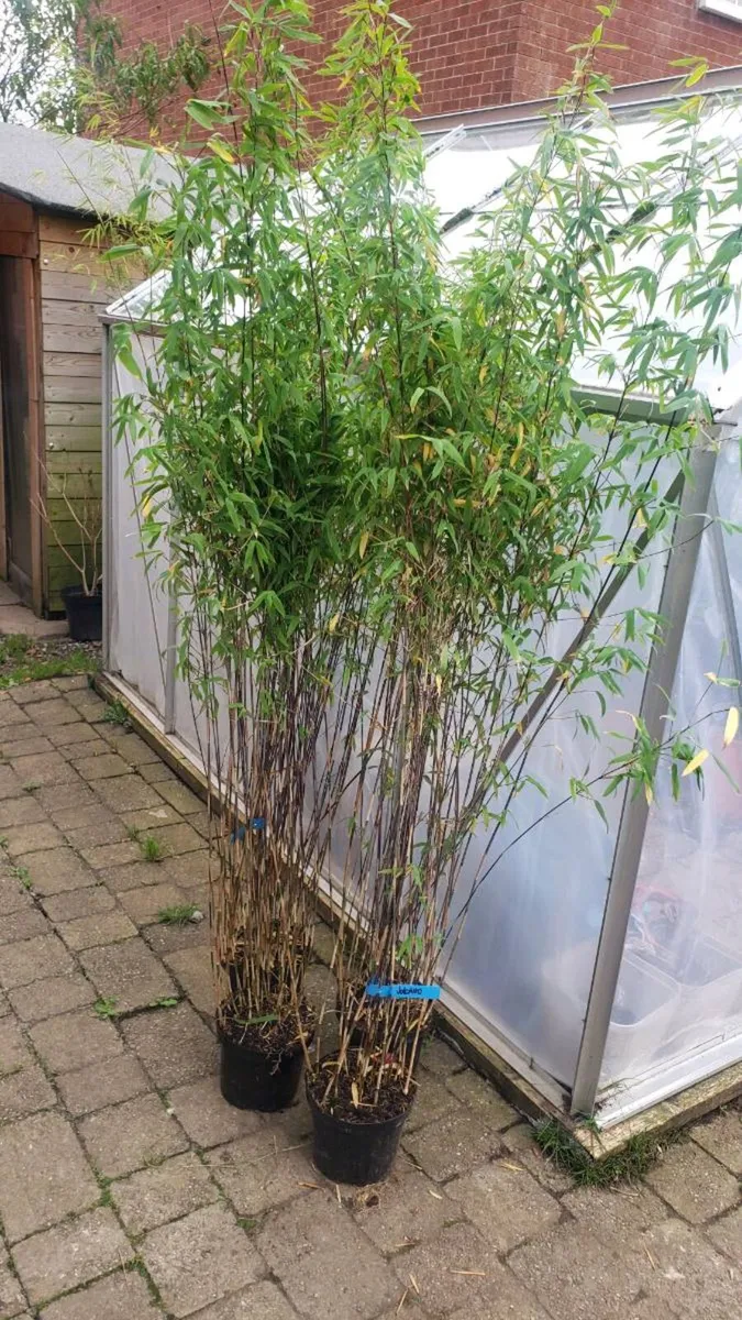 Bamboos plants for privacy fence. Delivery availab - Image 2