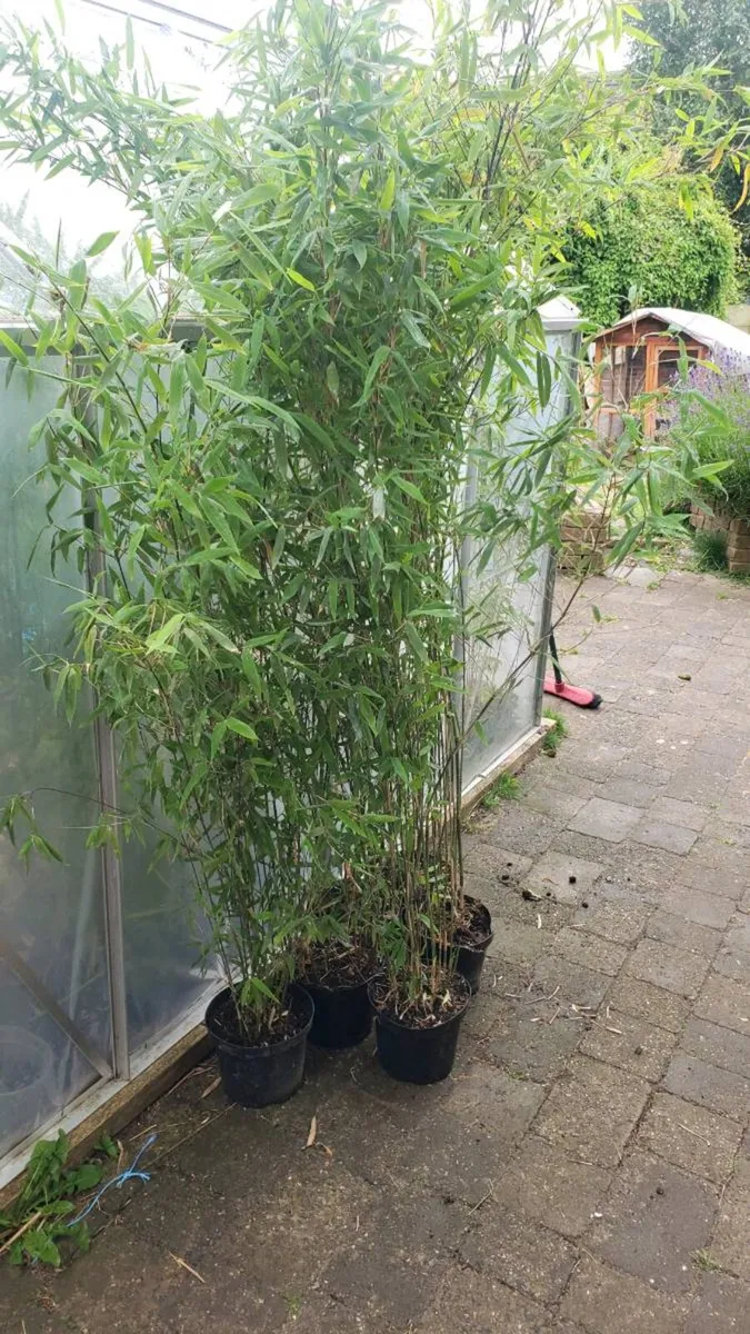 Bamboos plants for privacy fence. Delivery availab - Image 3