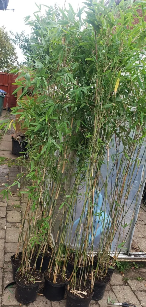 Bamboos plants for privacy fence. Delivery availab - Image 4
