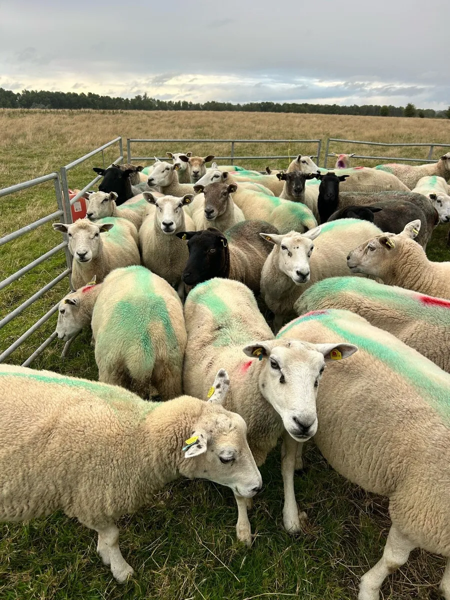 Breeding ewes& store lambs