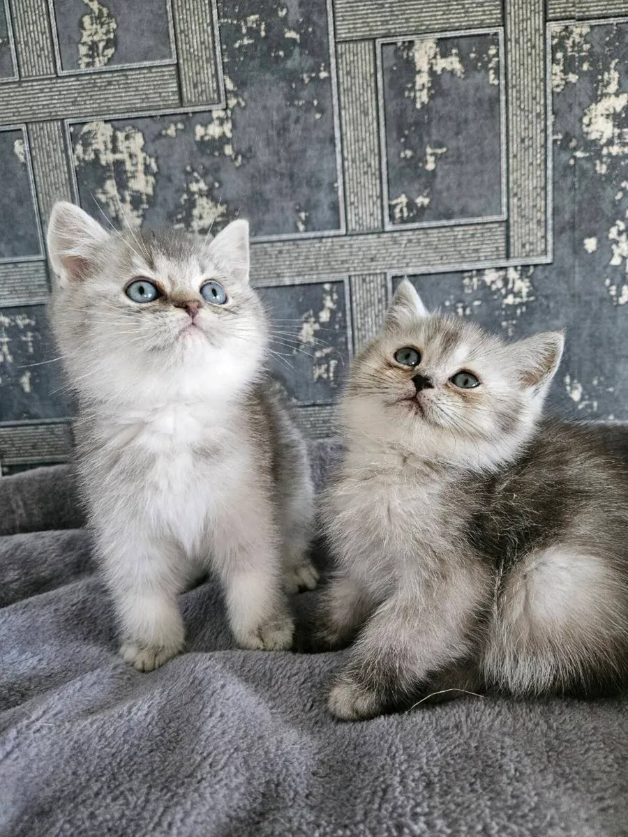 Scottish fold and straight kittens - Image 1