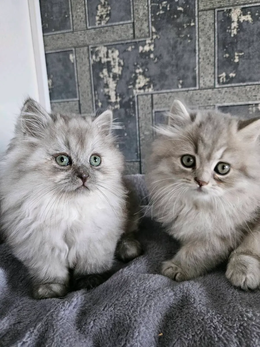 Scottish fold and straight kittens - Image 1