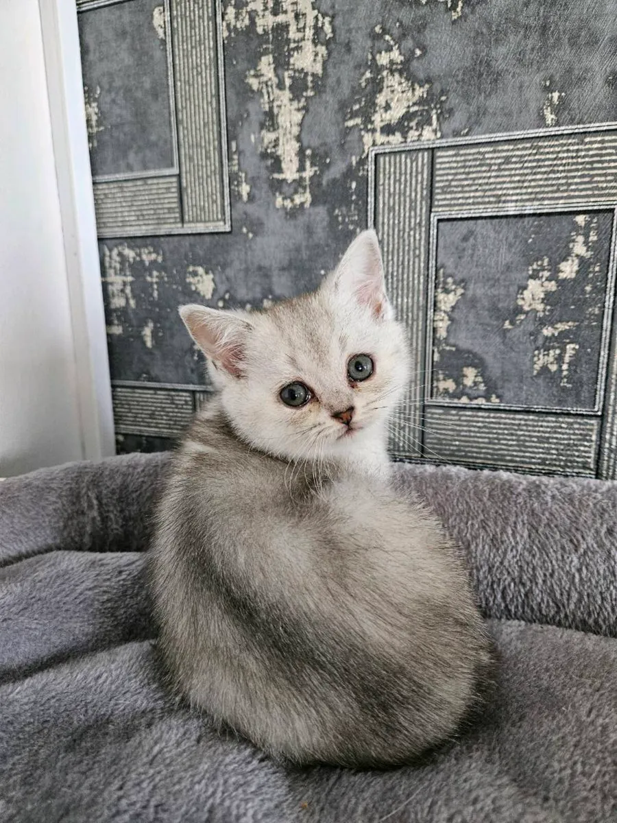 Scottish fold and straight kittens - Image 2