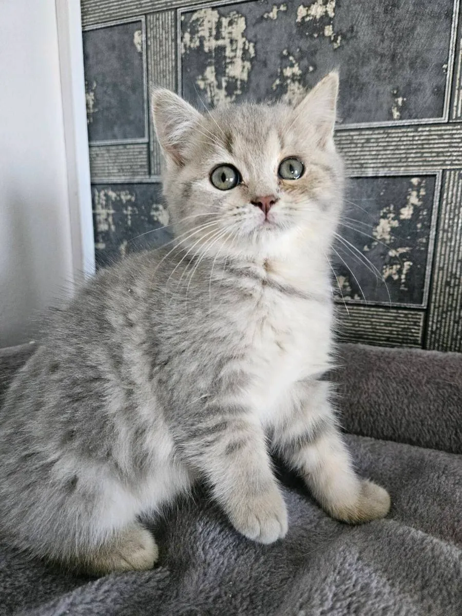 Scottish fold and straight kittens - Image 3