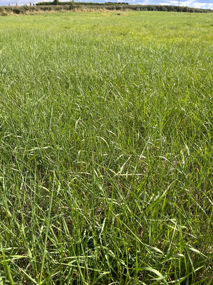 Grass for Sale in Offaly - Image 1
