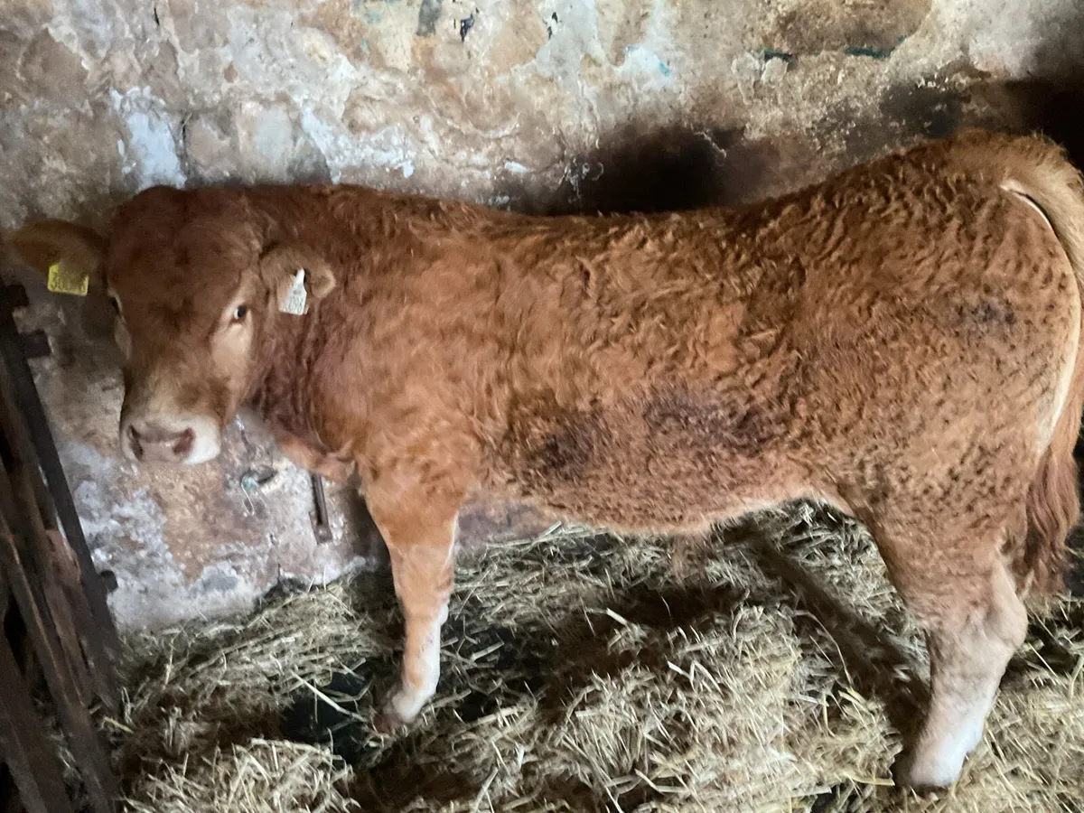Livestock - Image 2