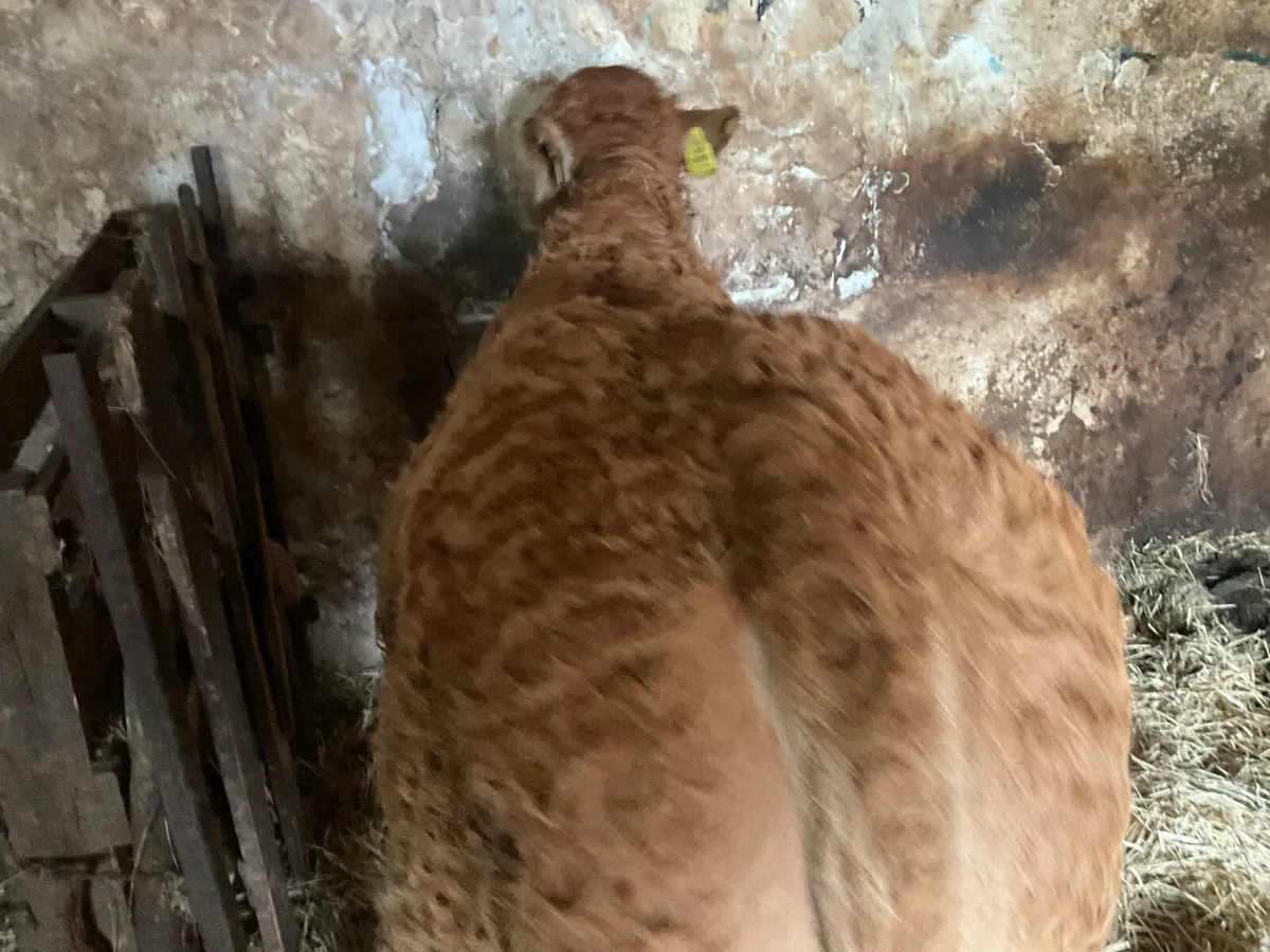 Livestock - Image 3