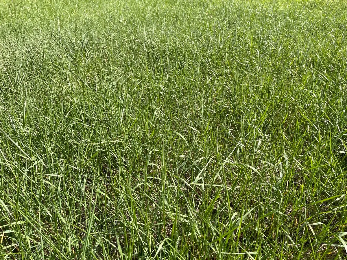 Grass for Sale in Offaly - Image 2