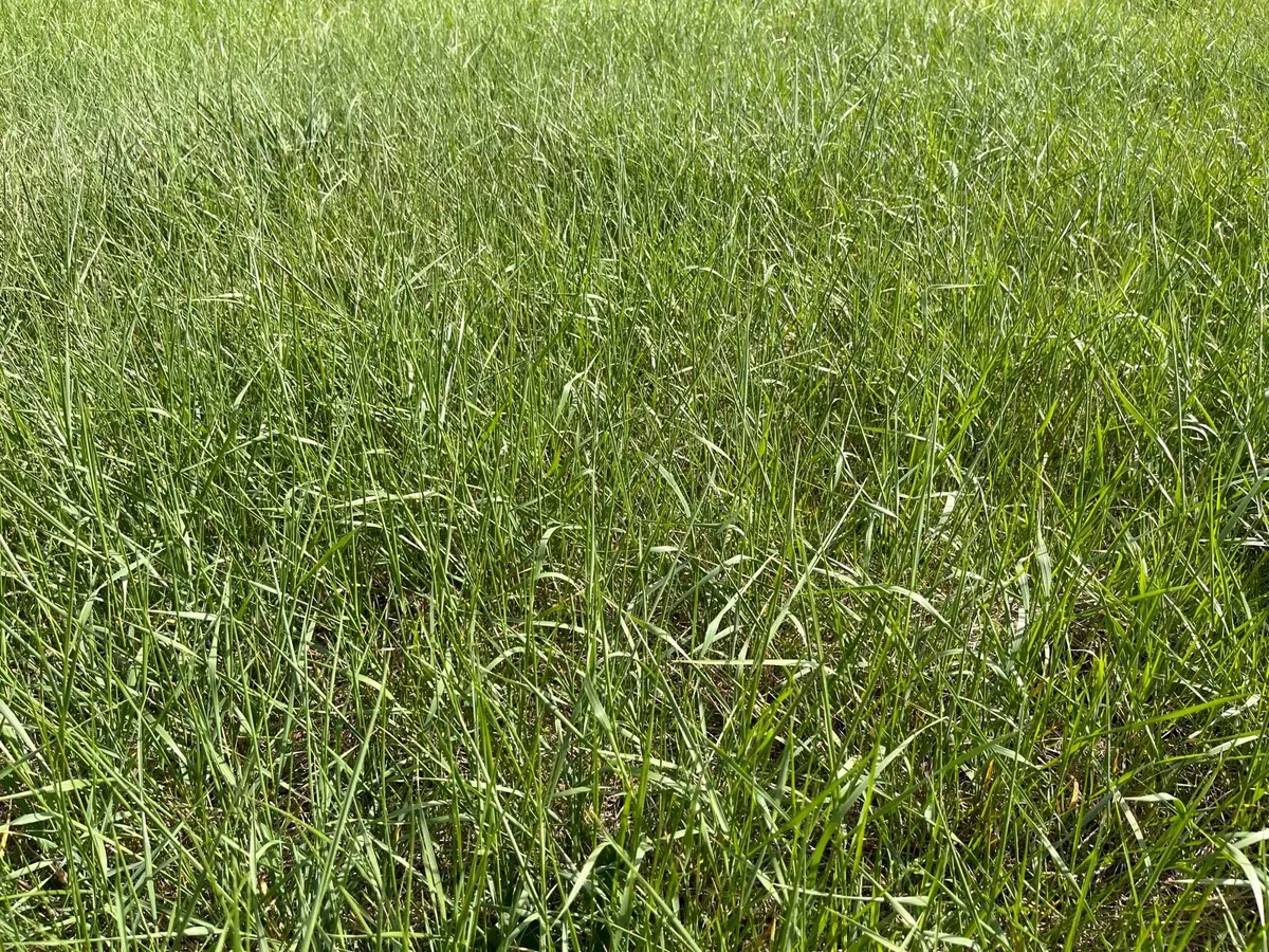 Grass for Sale in Offaly - Image 3