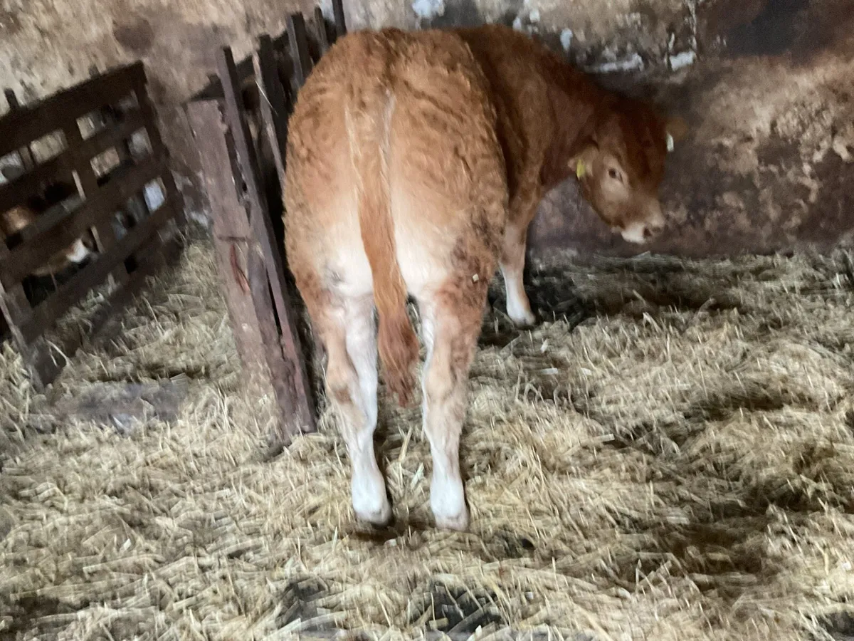 Livestock - Image 1