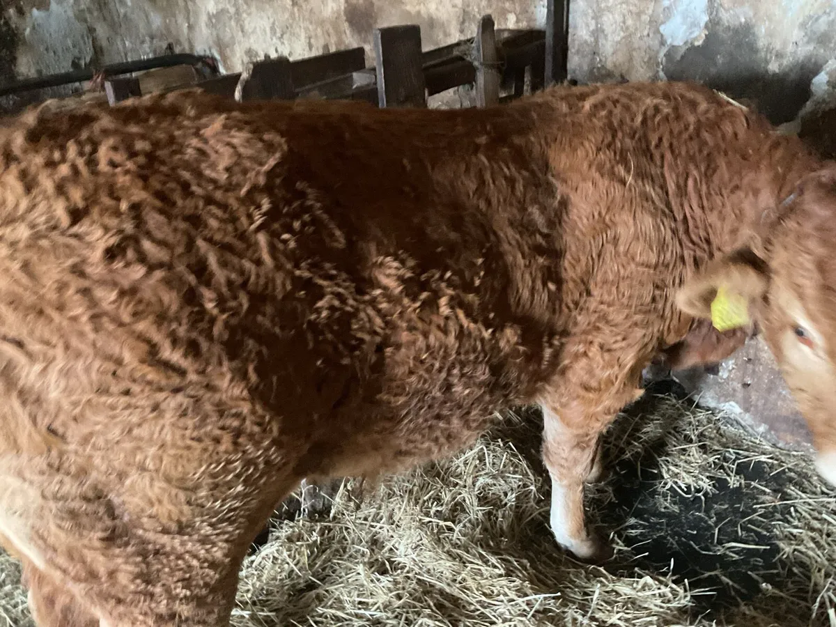 Livestock - Image 4