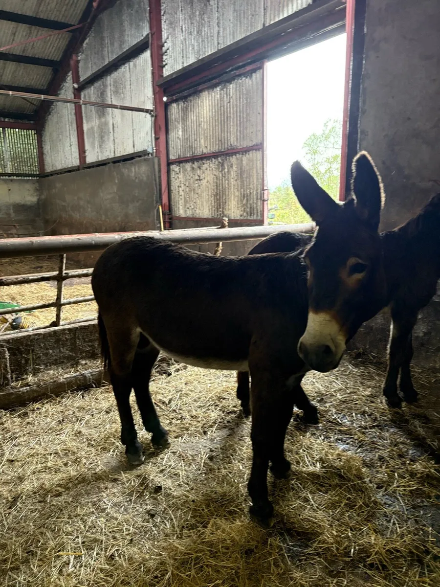 Donkeys - Image 1