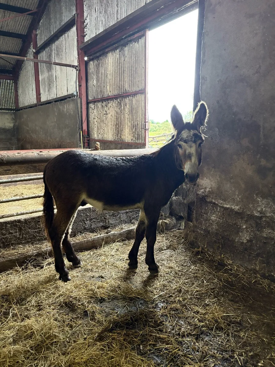Donkeys - Image 2