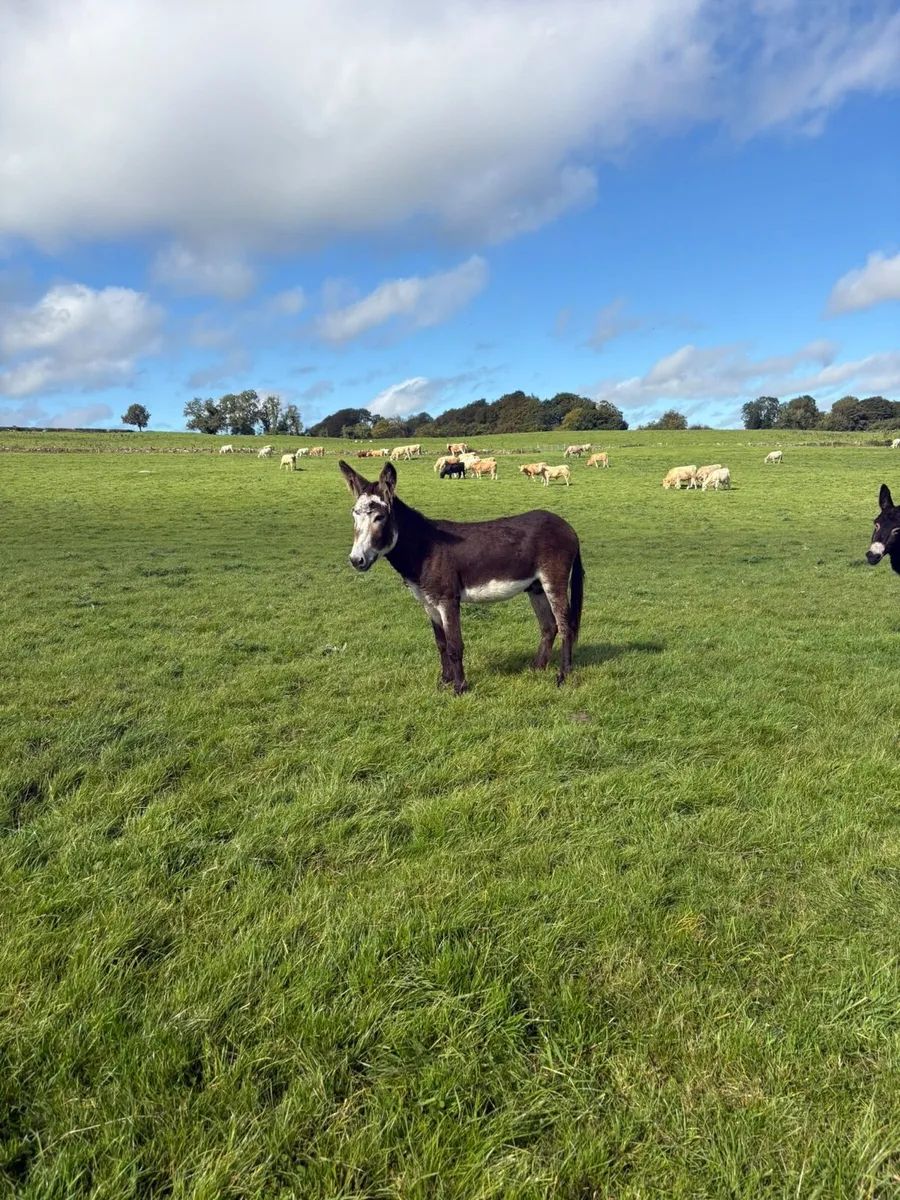 Donkeys - Image 2