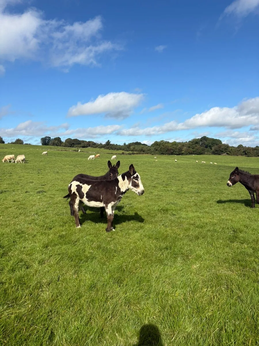 Donkeys - Image 3