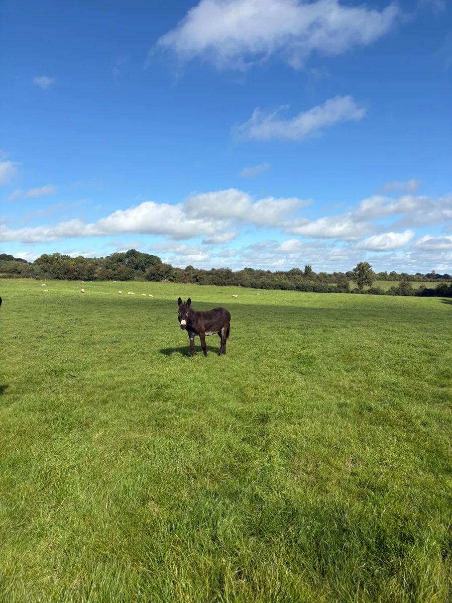 Donkeys - Image 4