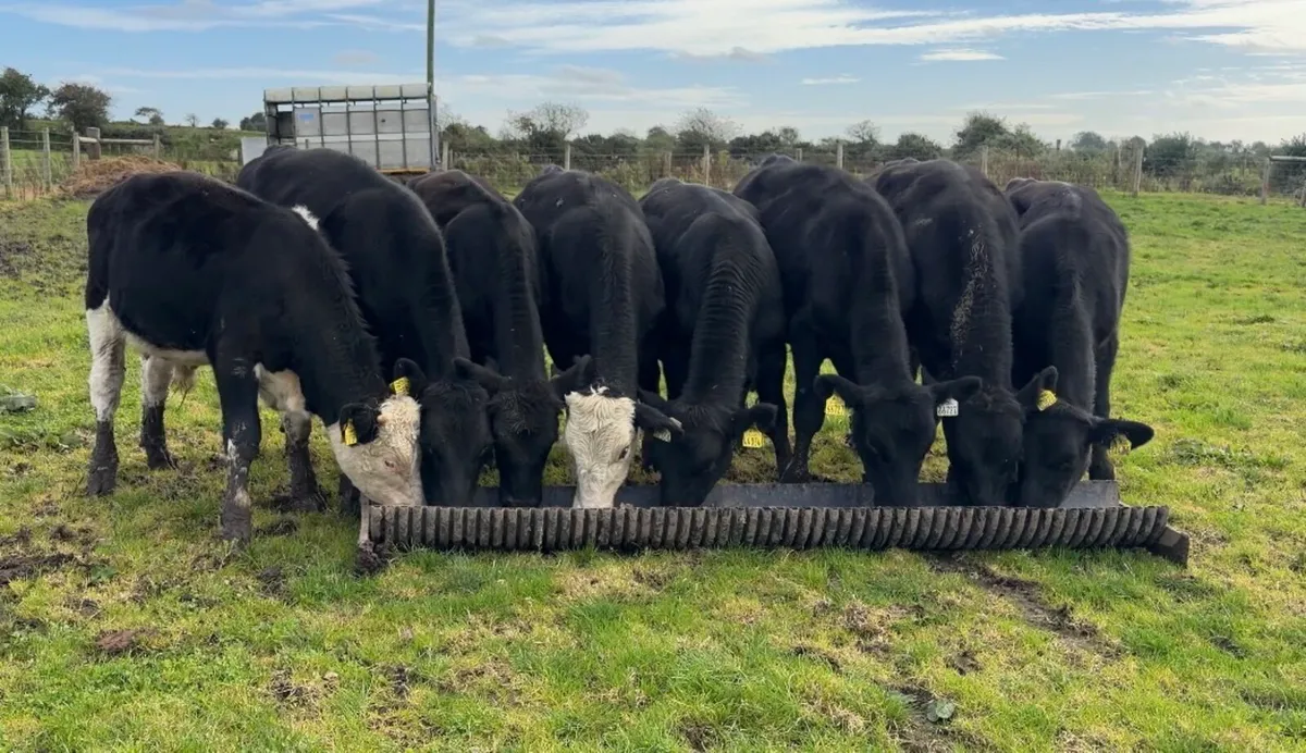 ❌Angus bulls❌ - Image 2