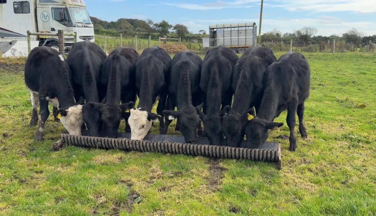 ❌Angus bulls❌ - Image 1