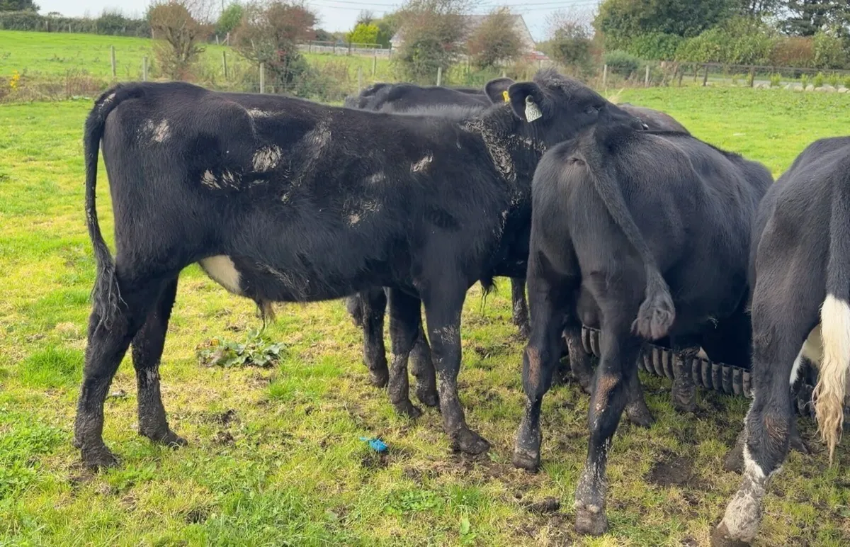 ❌Angus bulls❌ - Image 3