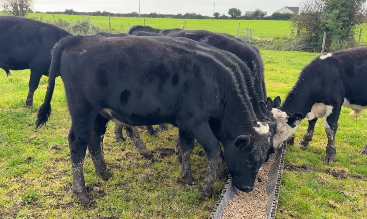 ❌Angus bulls❌ - Image 4